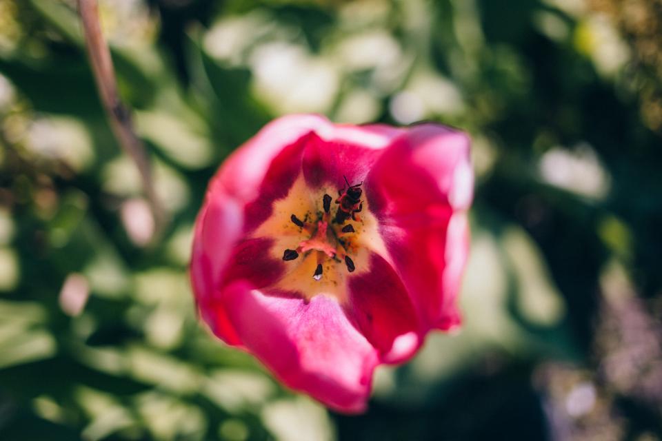 Pink Petals