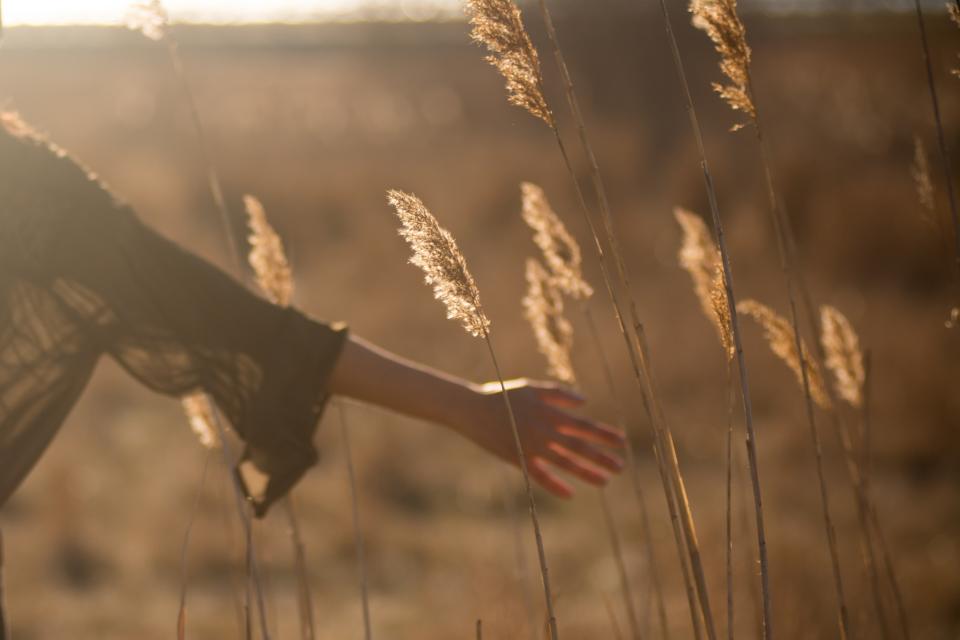 Field Grass