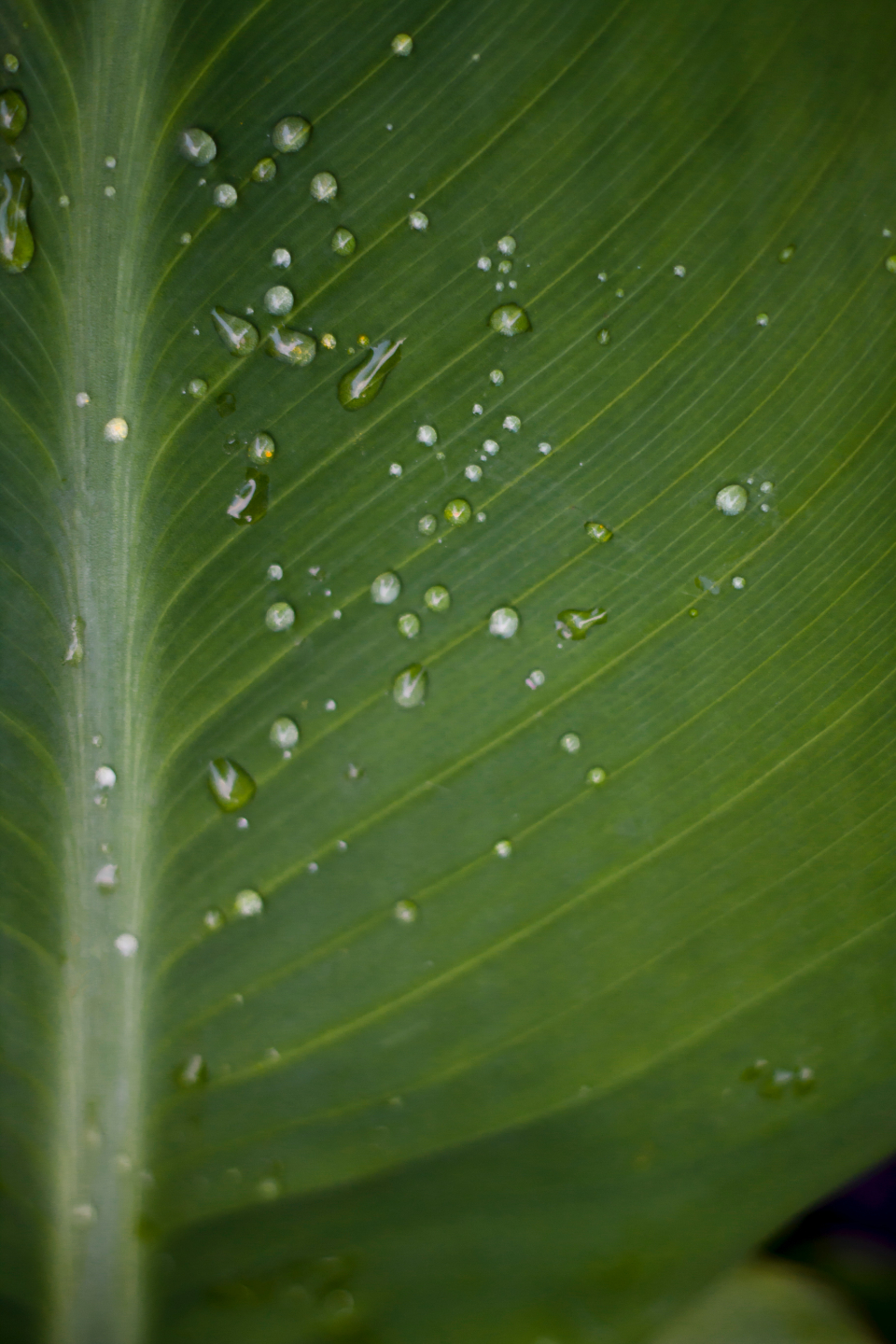 Water Droplets