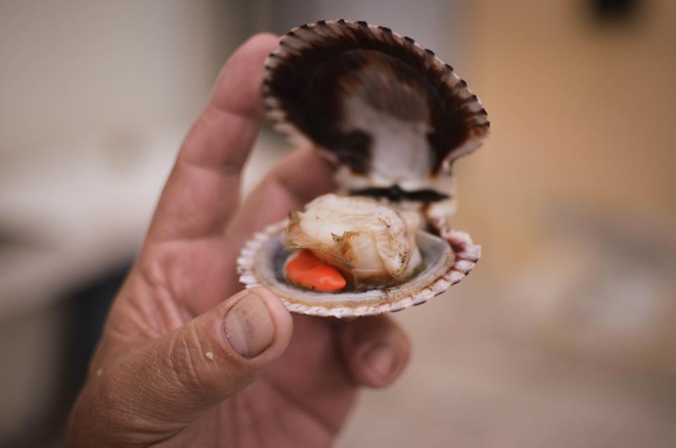 Fisherman Oyster