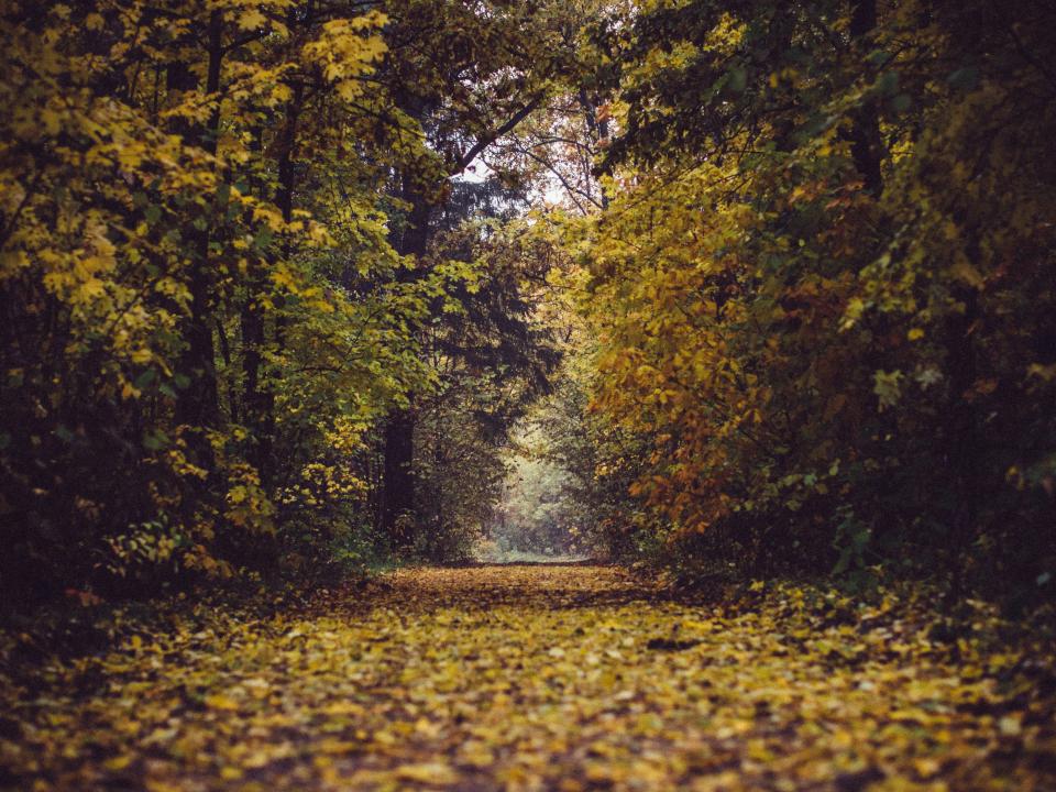 Park Forest