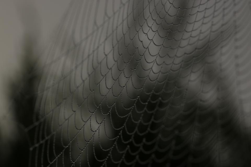 Web Black And White