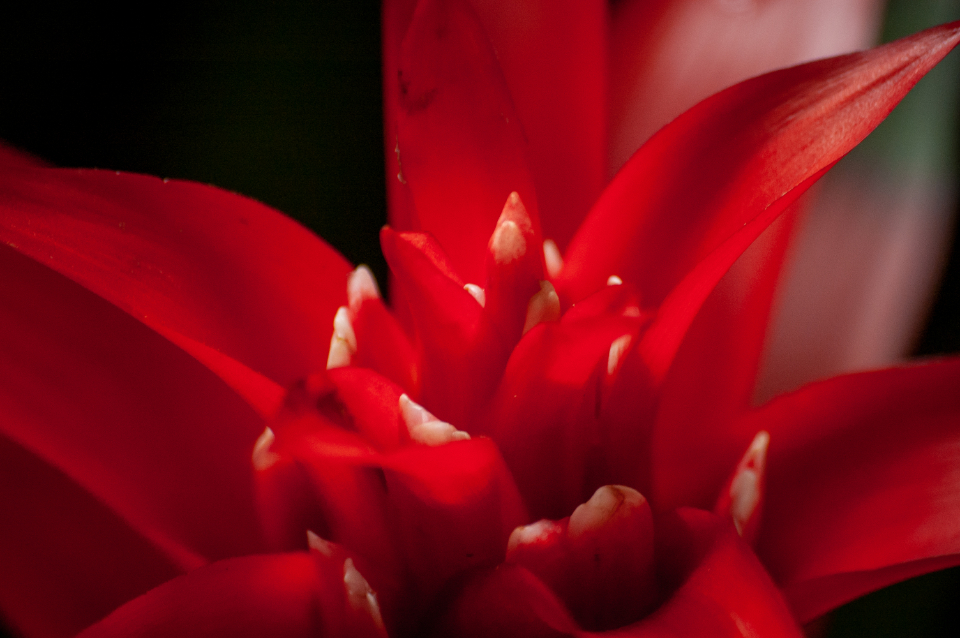 Flower Blossom