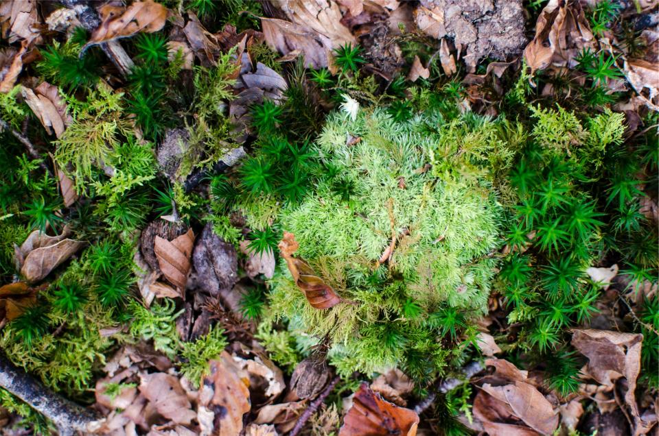 Leaves Ground