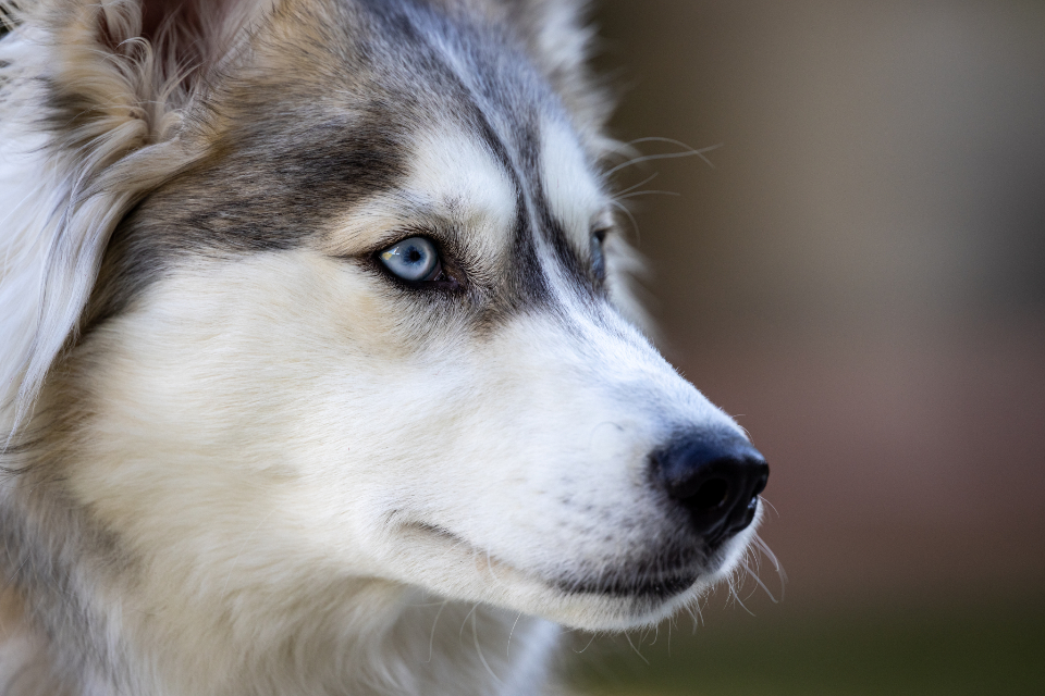 Husky Animal