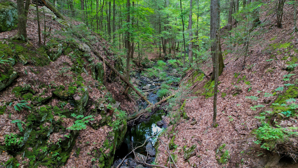 Stream Forest