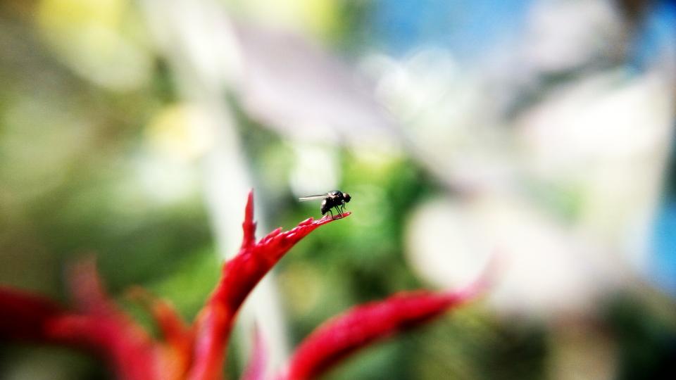 Fly Insect