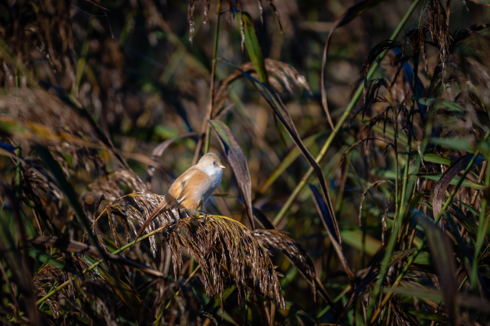 Perched Bird