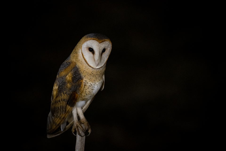 Owl Eyes