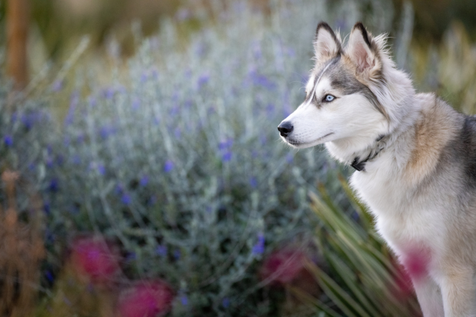 Husky Animal