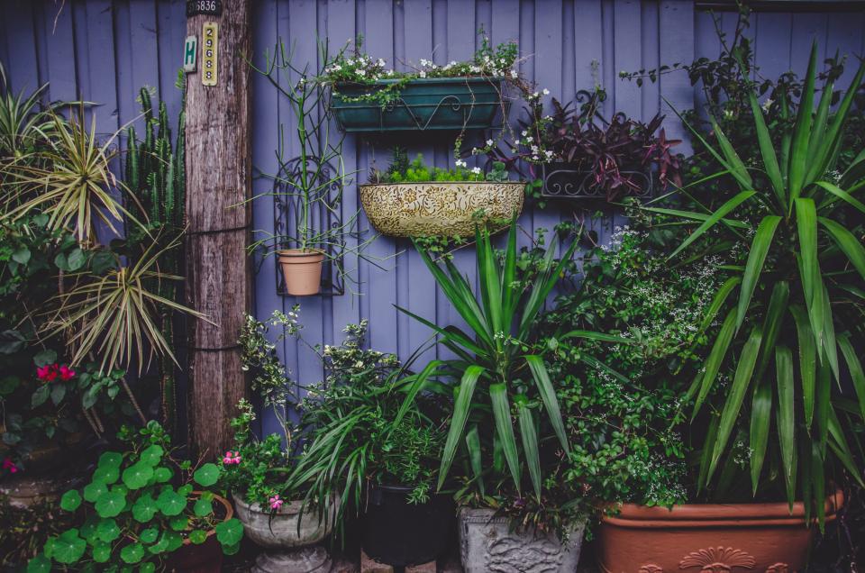 Plant Garden