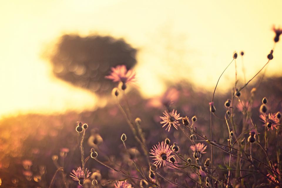 Nature Field