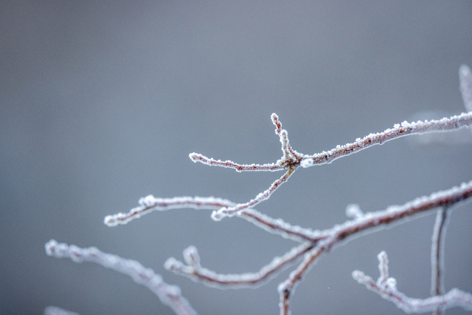 Ice Nature