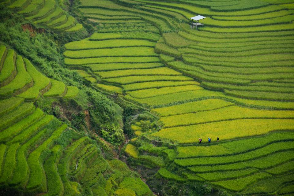 Green Field