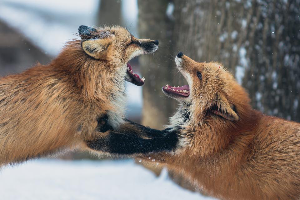 Fox Animal