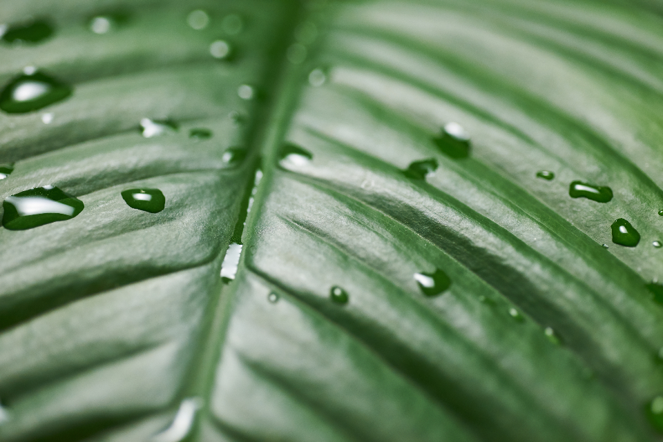 Green Leaf