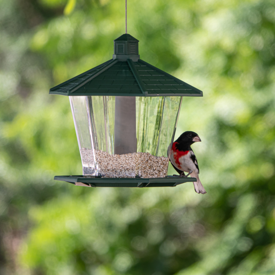 Bird Feeder