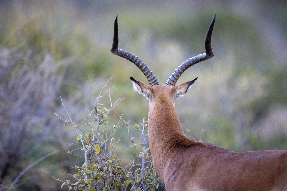 Africa Impala