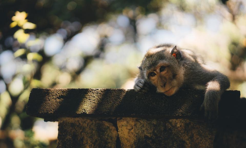 Monkey Animal