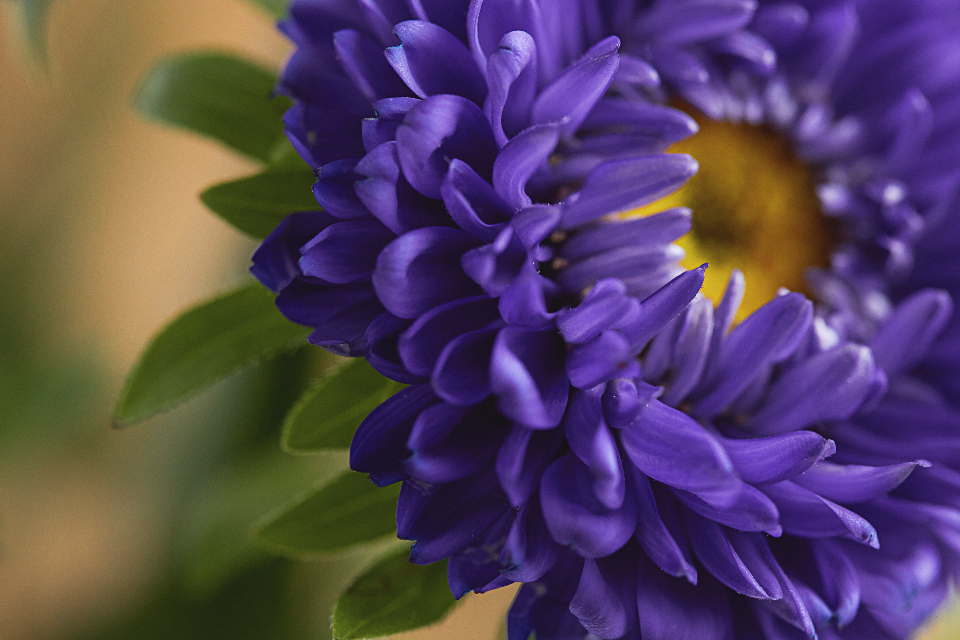 Flower Close Up