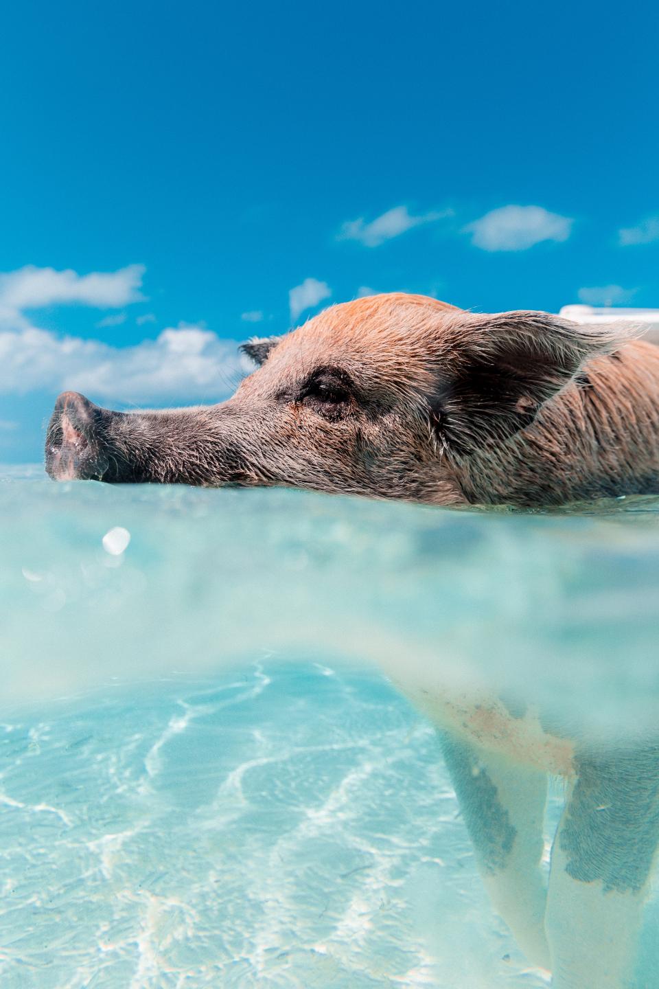 Pig Animal