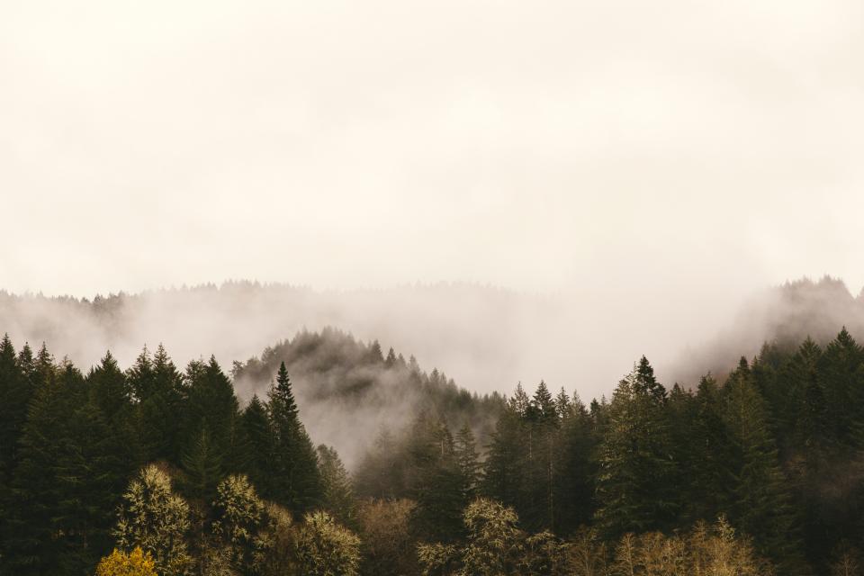 Hills Pines