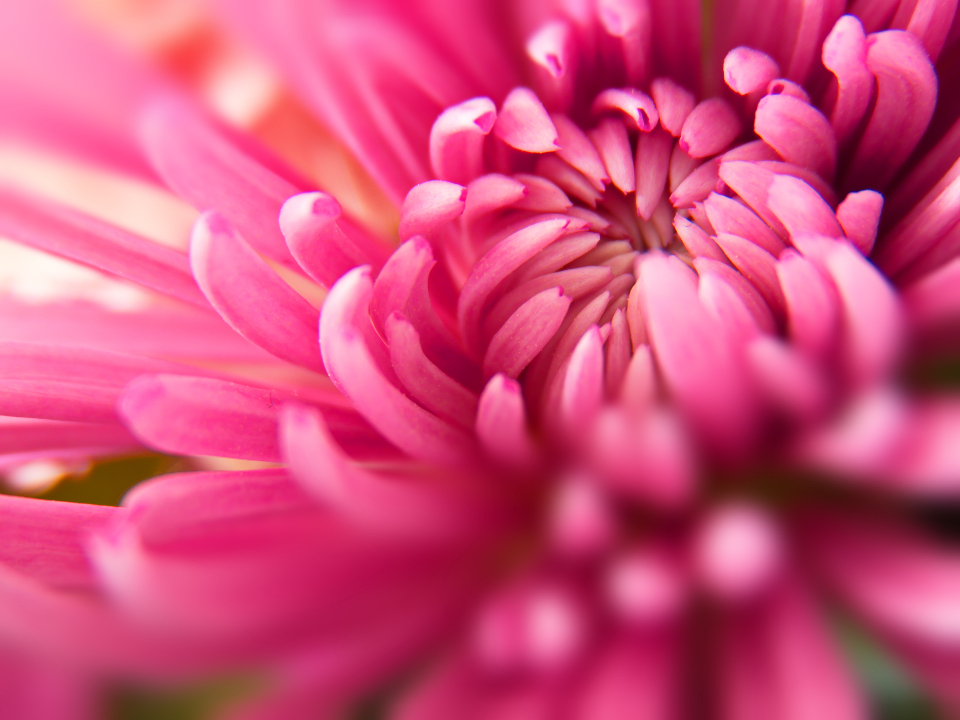 Flower Background