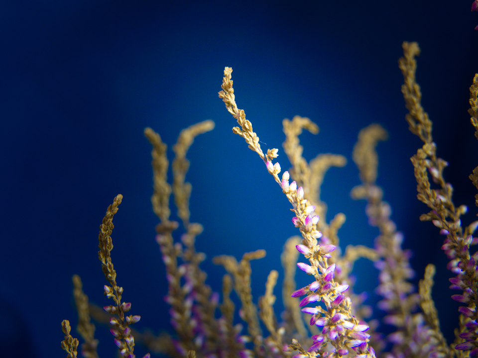 Heather Flowers