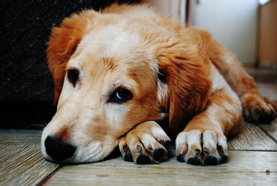 Dog Animal
