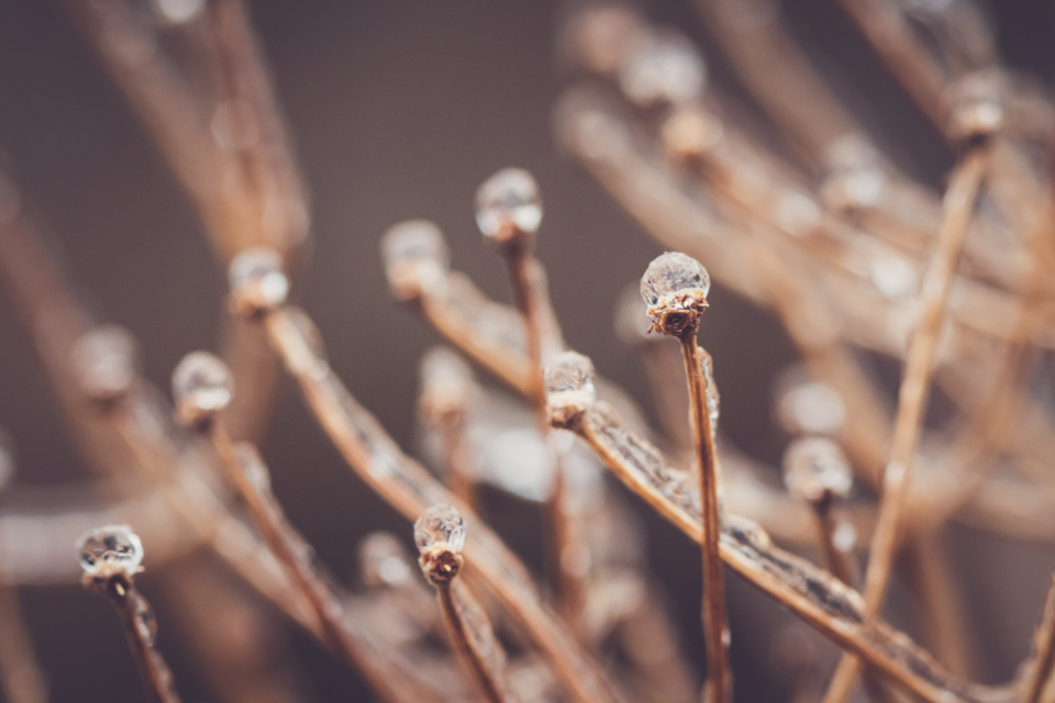 Frozen Branches