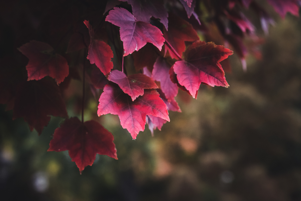 Red Autumn