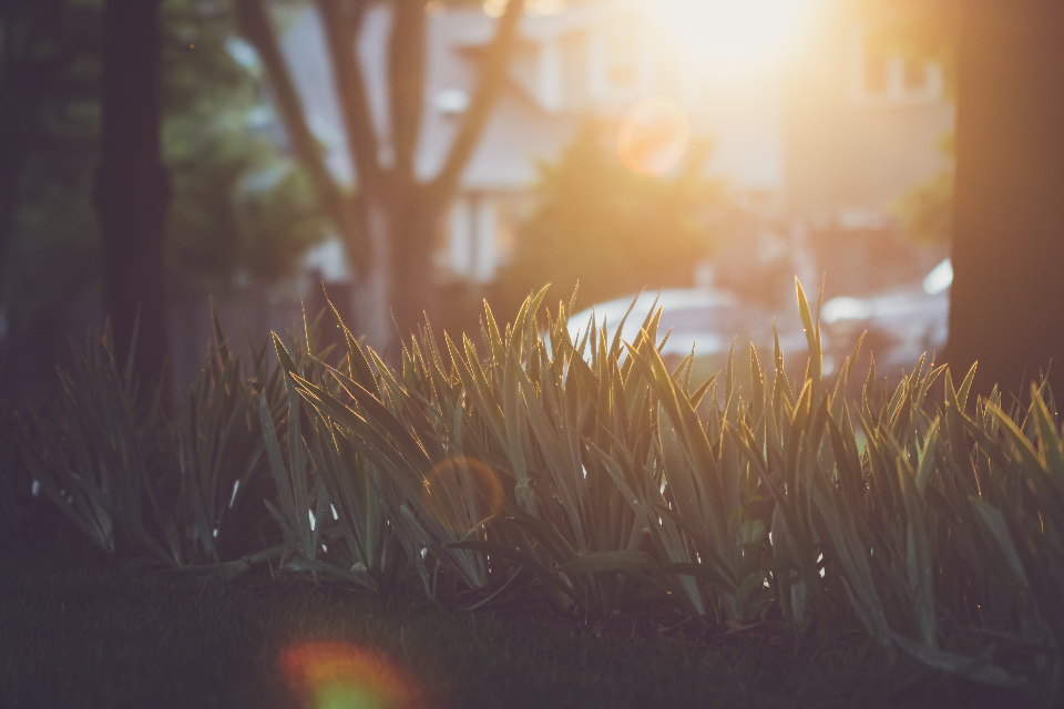 Grass Nature