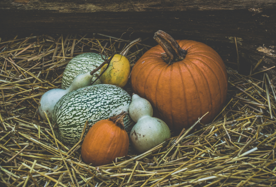 Halloween Halloween Pumpkin