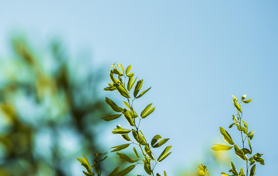 Nature Plants