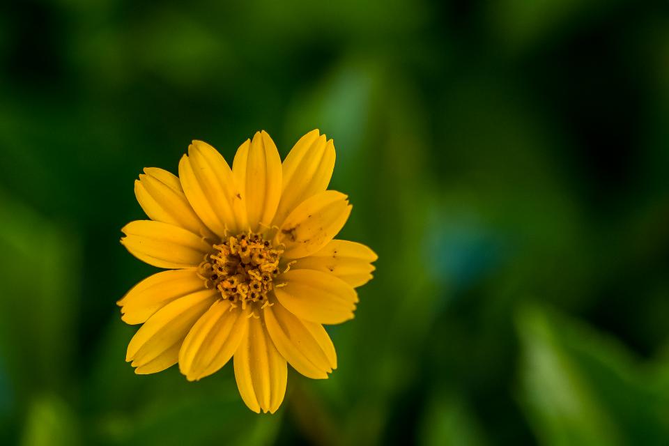 Plants Flower