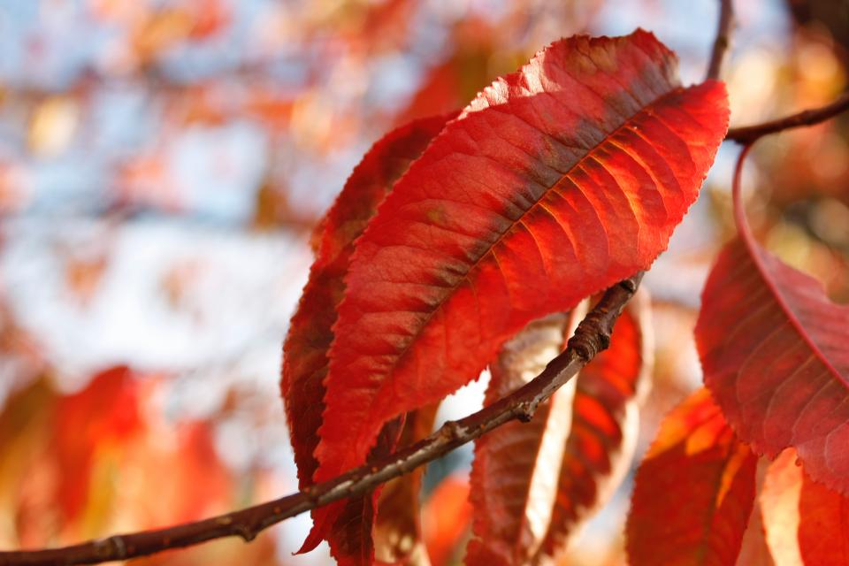Tree Plant