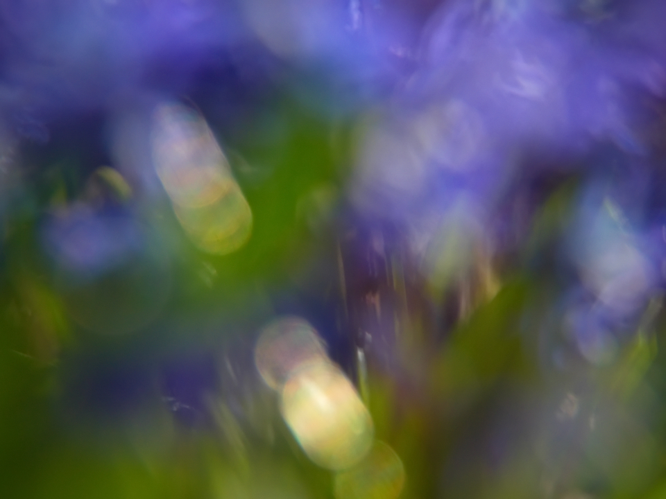 Bokeh Lights