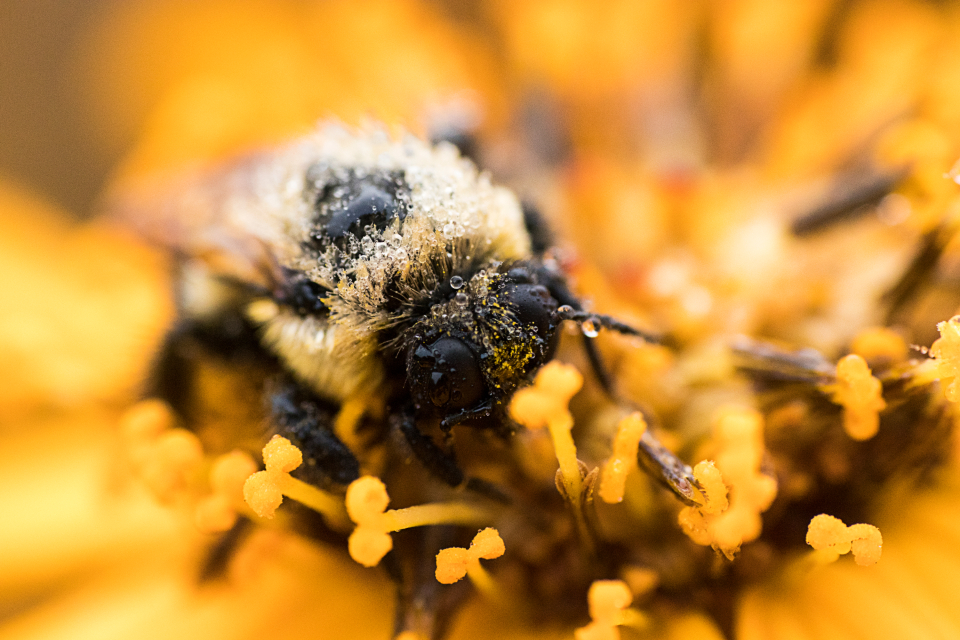 Bee Flower