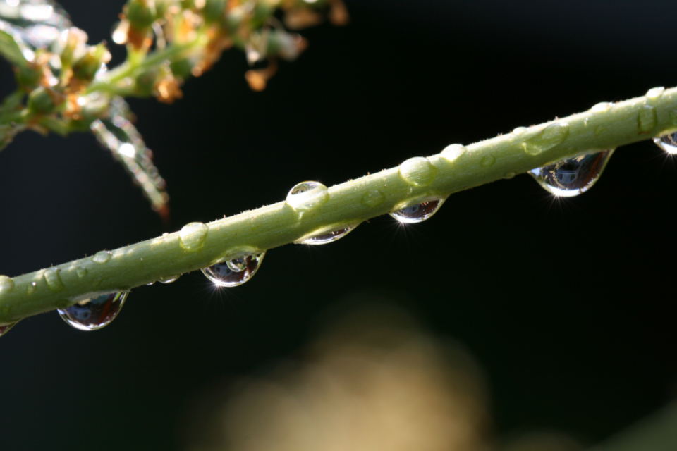 Water Droplets