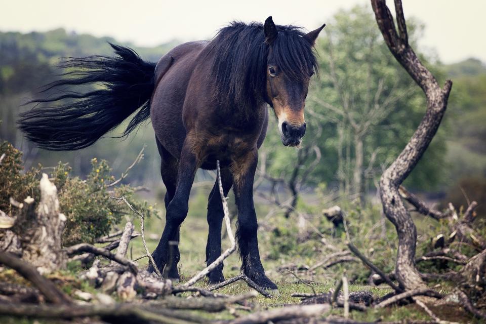 Horse Mane