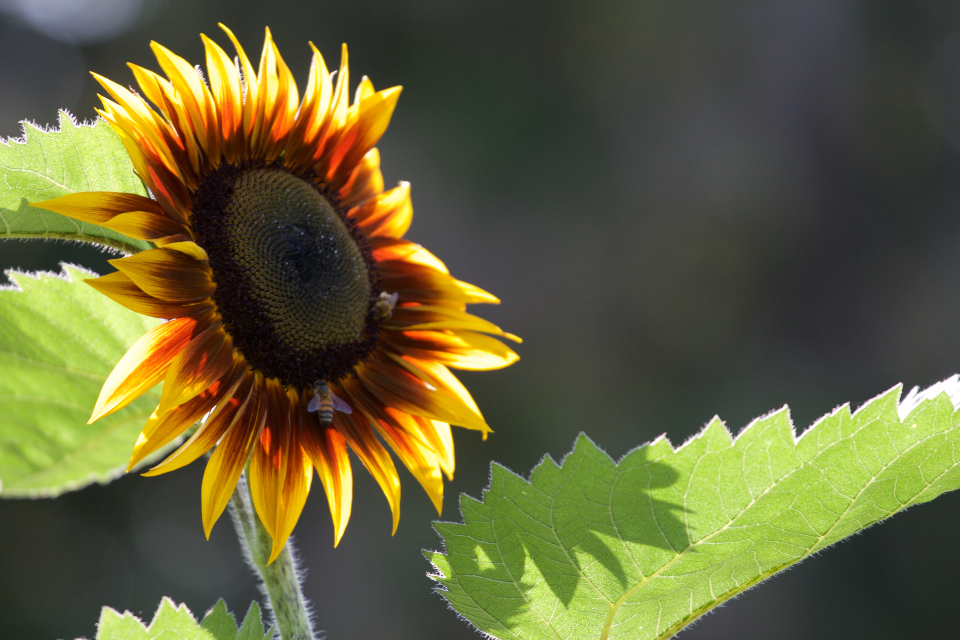 Sunflower Flowers