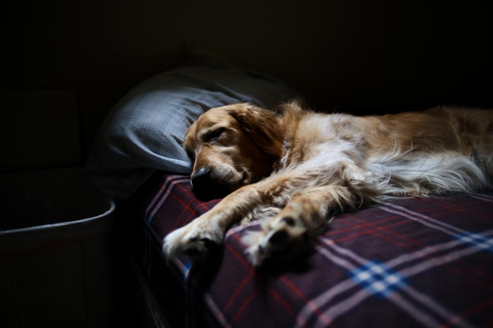 Dog Golden Retriever