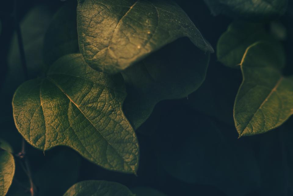 Green Leaf
