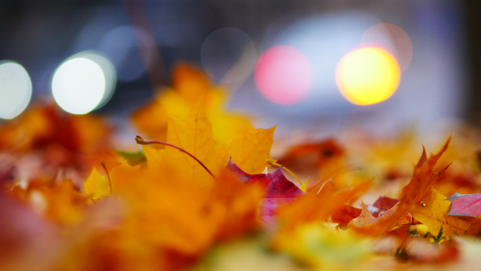 Autumn Leaves