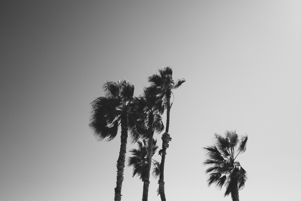 Palm Trees