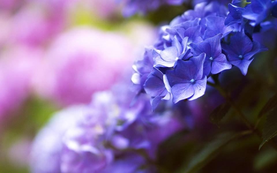 Flowers Nature