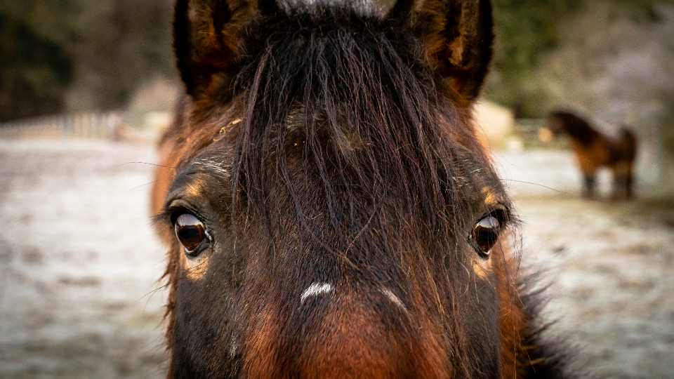 Horse Portrait