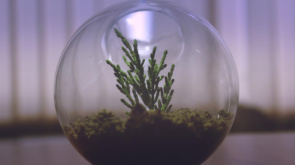 Plant Aquarium