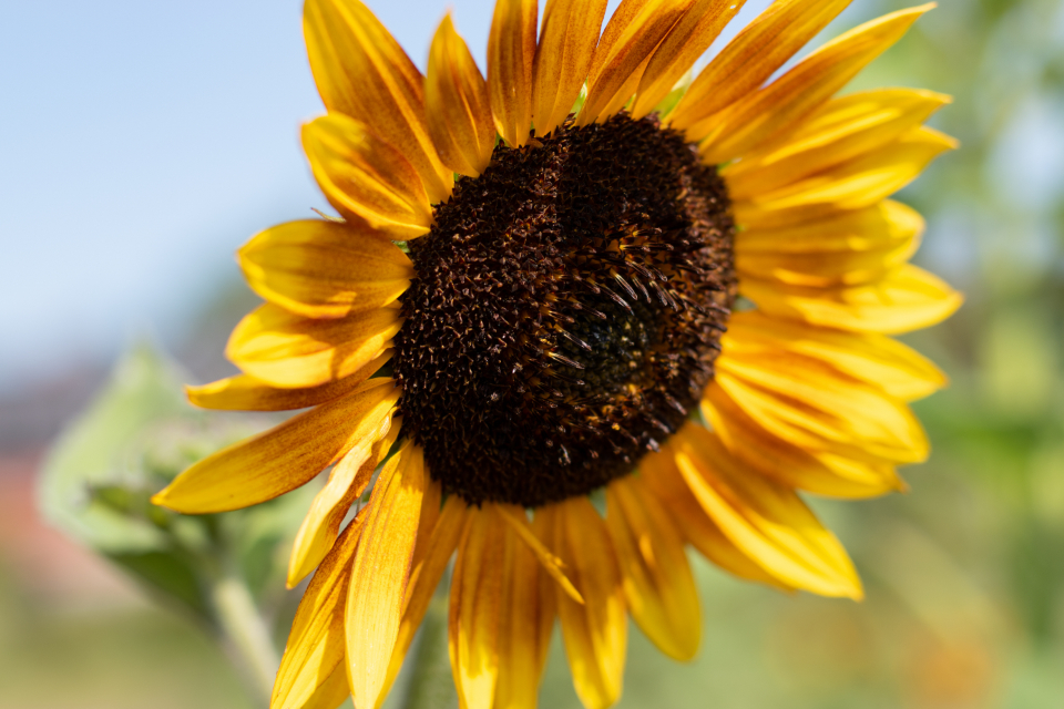 Sunflower Flower
