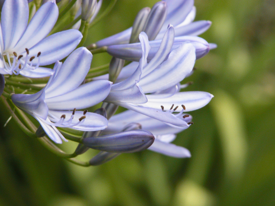 Purple Flowers